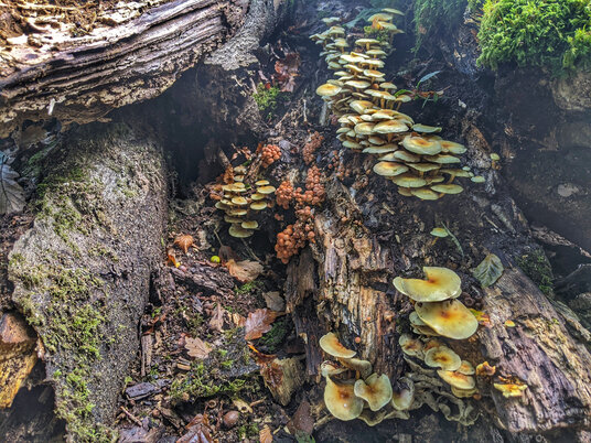 Fungi at Golitha Falls