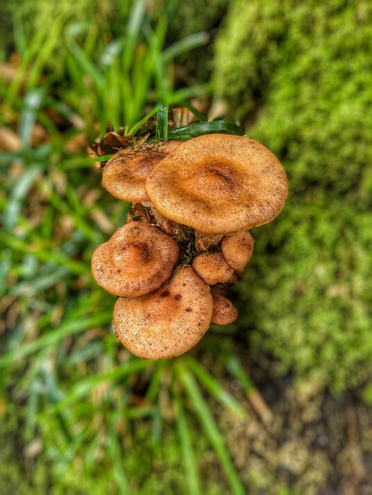 Fungi at Golitha Falls