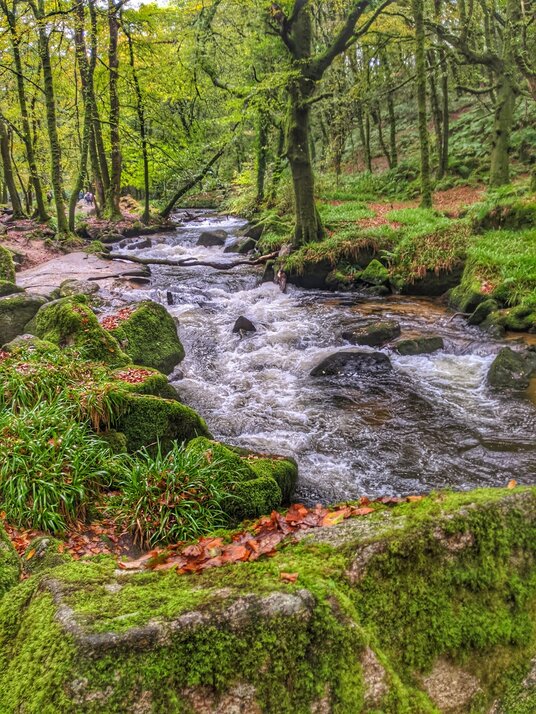 River Fowey at Golitha Falls
