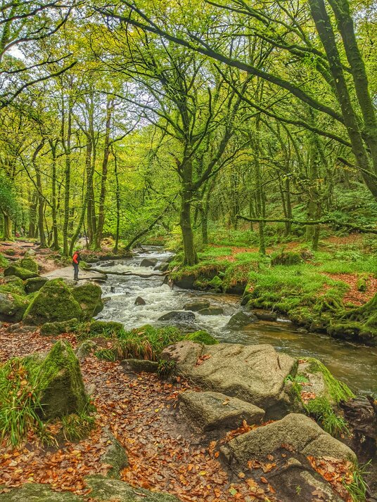 River Fowey at Golitha Falls