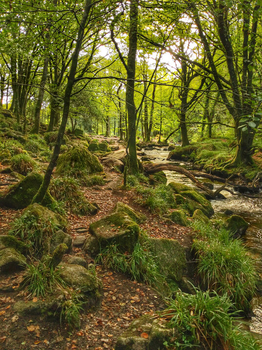 Golitha Falls