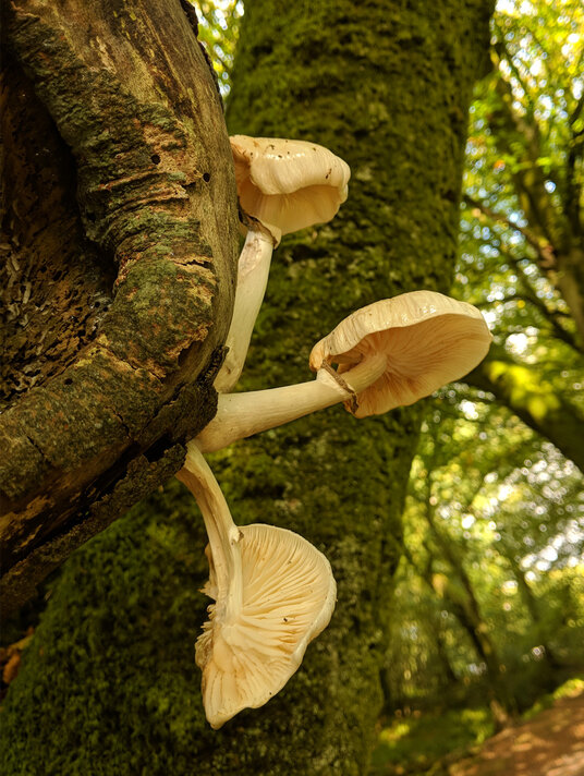Fungi at Golitha Falls