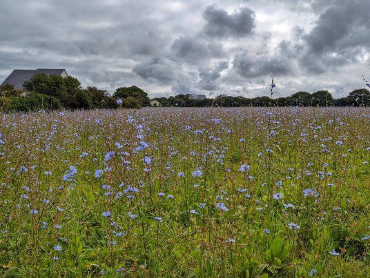 Field of wild flowers near Goonhavern