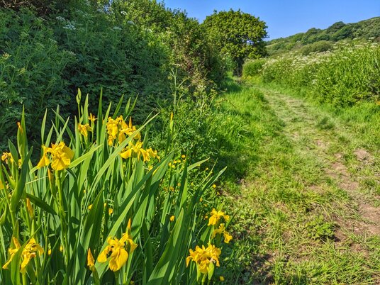 Yellow Irises near Lower Goonhusband