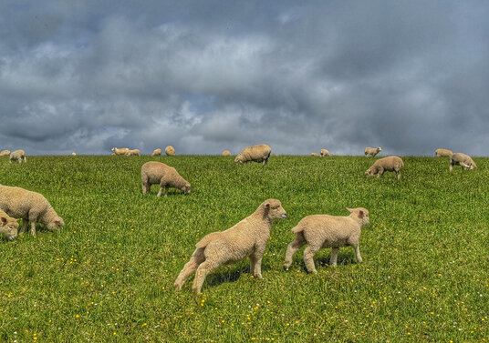 Sheep near Gorran Haven