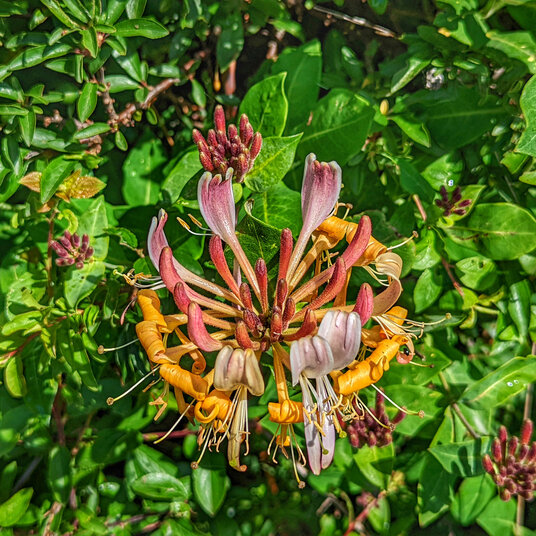 Honeysuckle