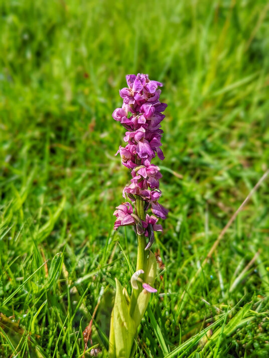 Early purple orchid