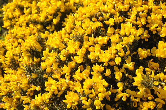 Gorse in March
