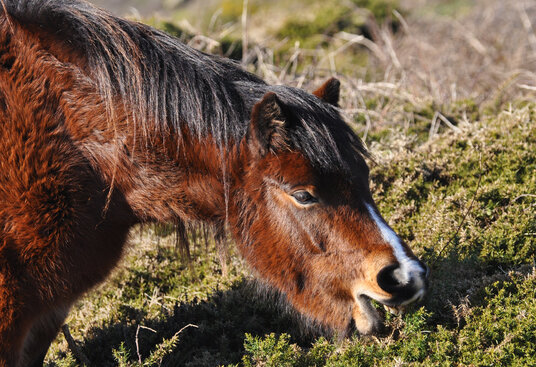 Coastal grazing