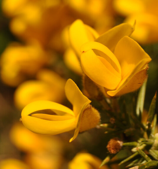 Gorse flowers on the Coast Path