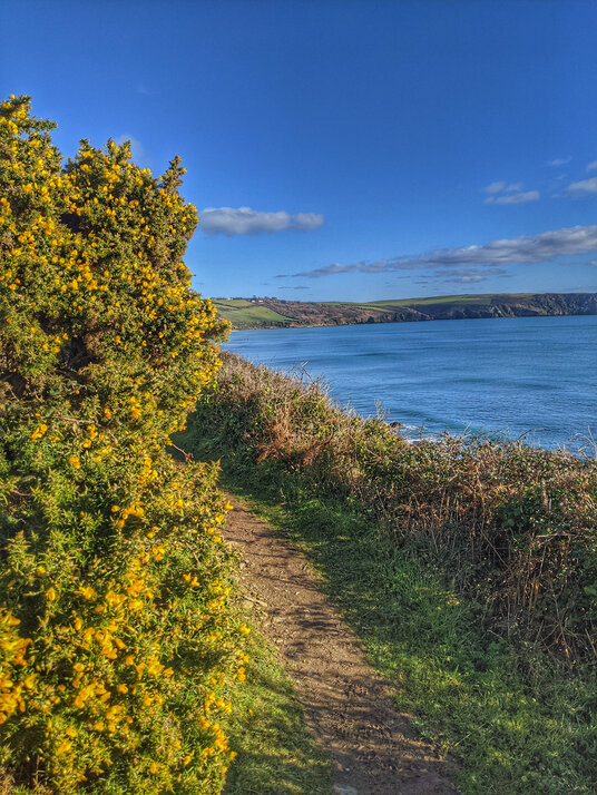 Gorse on the coast path to Pendower Beach