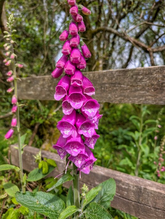 Foxglove