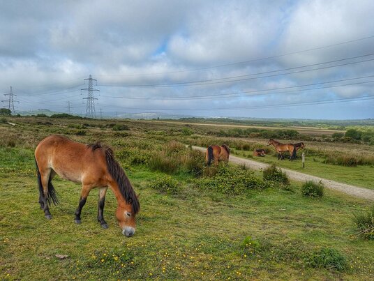 Conservation grazing