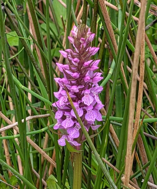Orchid