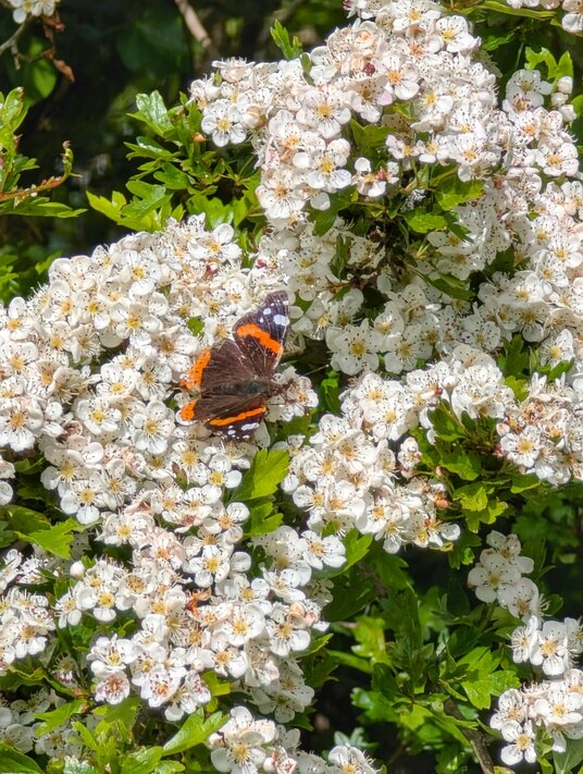 Red Admiral