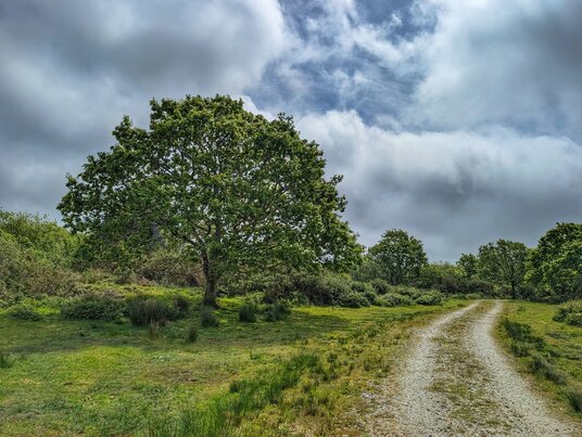 Track on Goss Moor