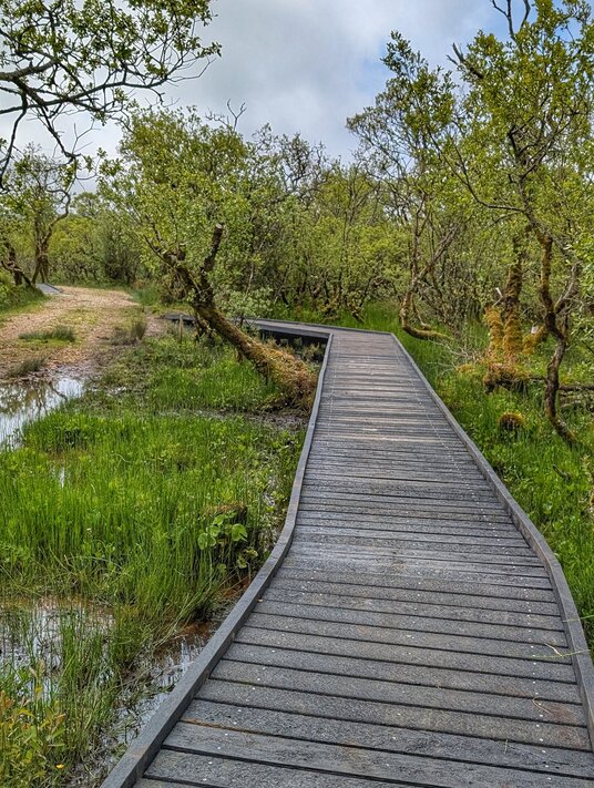 Walkway across the marsh