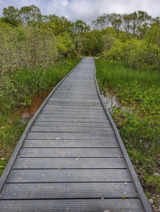 Walkway across the marsh