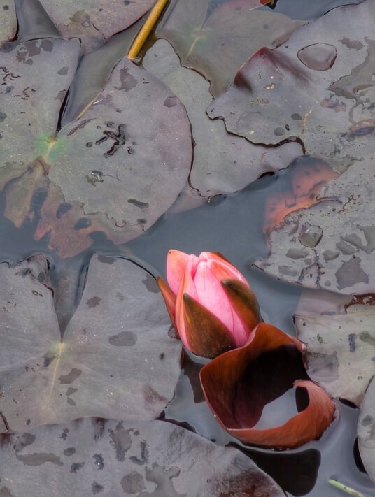Water lilies