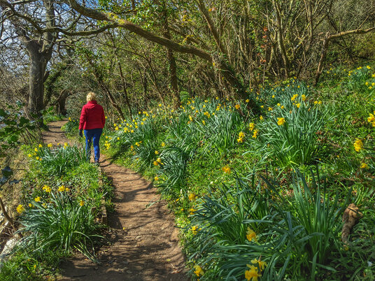 Daffodils along the path at Greatwood Quay