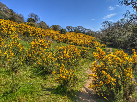 Gorse along the path at Greatwood Quay