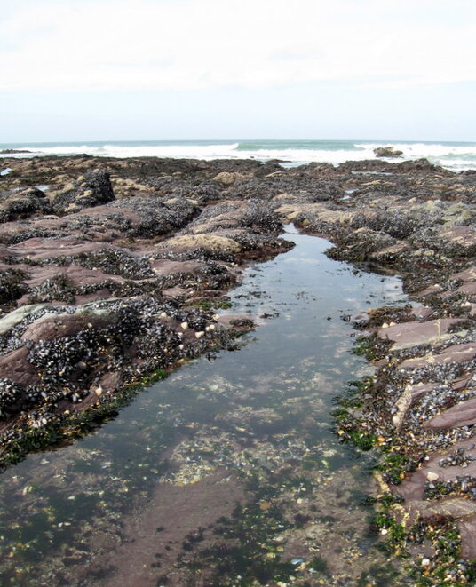 Rockpools on Greenaway Beach