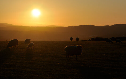 Sheep on Gribbin Head