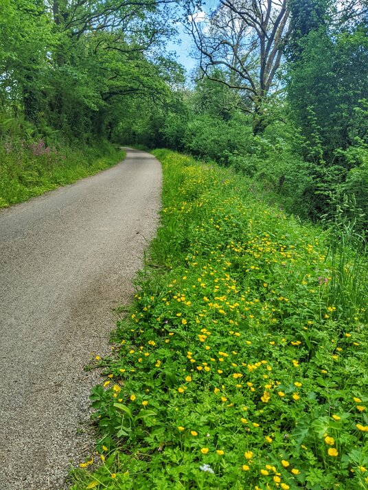 Camel Trail near Grogley