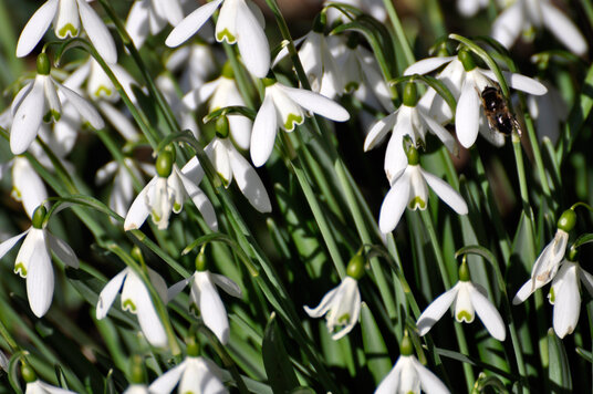 Snowdrops at Grogley Halt