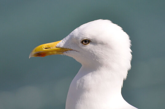 Seagull on Padstow Harbour