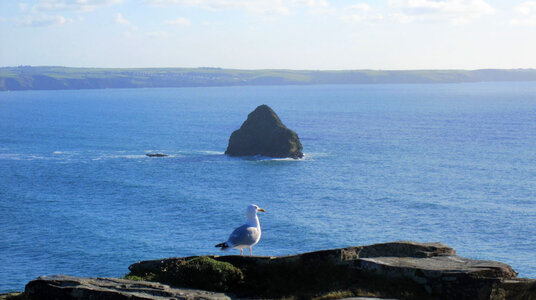 Gull Rock from Penhallic Point