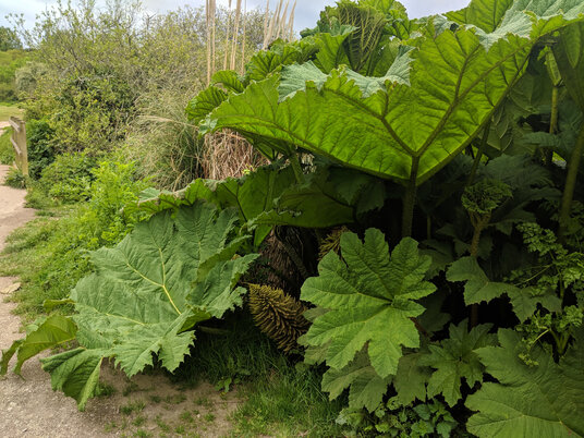 Gunnera