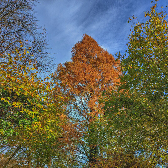 Autumn colours at Gunnislake