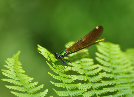 Damselfly by the River Tamar