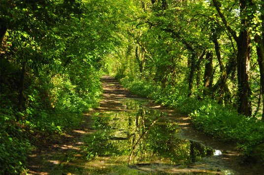 Path along the River Tamar