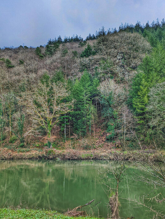 View from the riverside path at Gunnislake