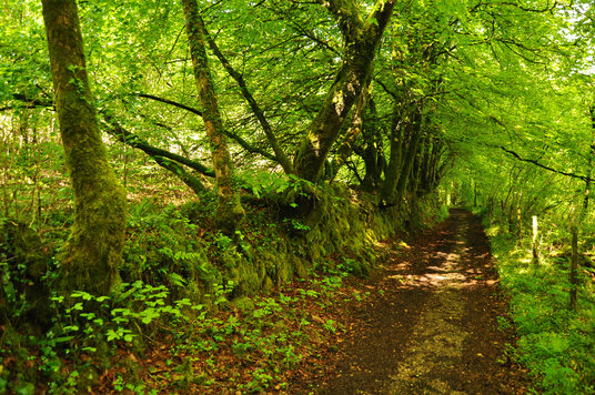 Woodland track at Gunnislake