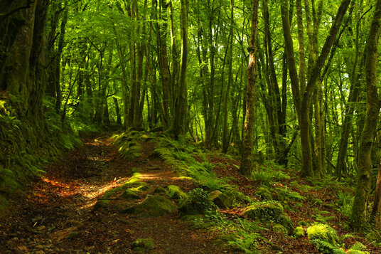 Woods near Chilsworthy