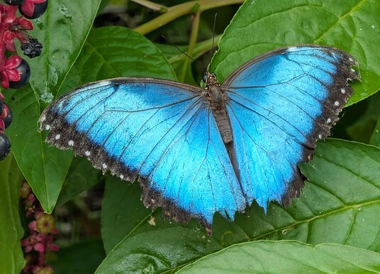 Blue Morpho at Guy's Butterfly House