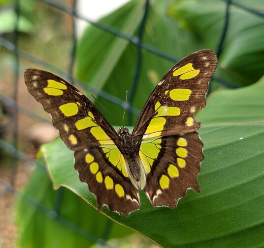 Guy's butterfly house