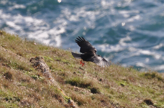 Chough landing at Gwennap Head