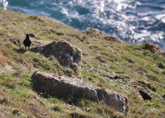 Pair of choughs at Gwennap Head