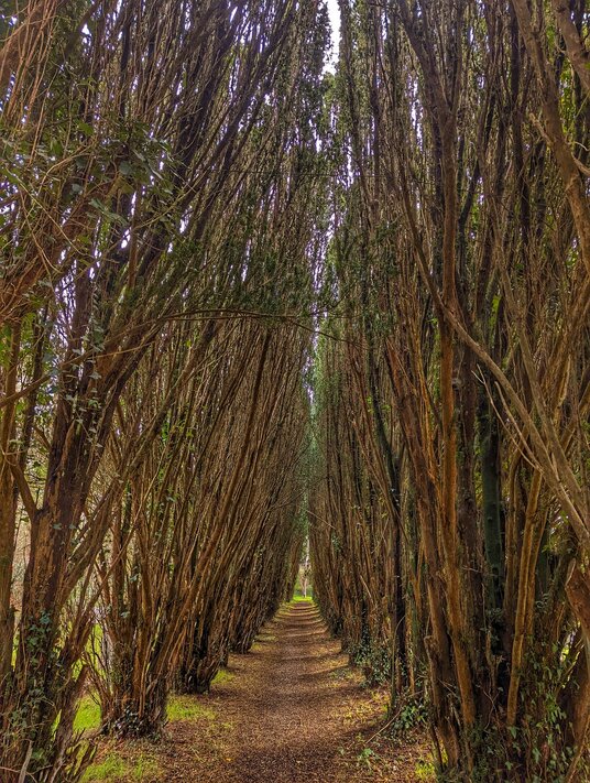 Yew trees in Gwennap churchyard