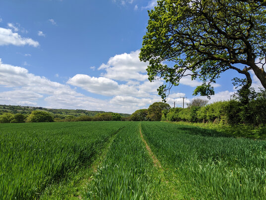 Fields near Gwennap Church