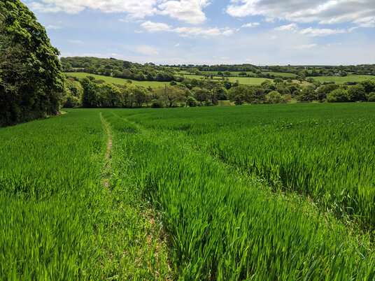 Fields near Gwennap Church