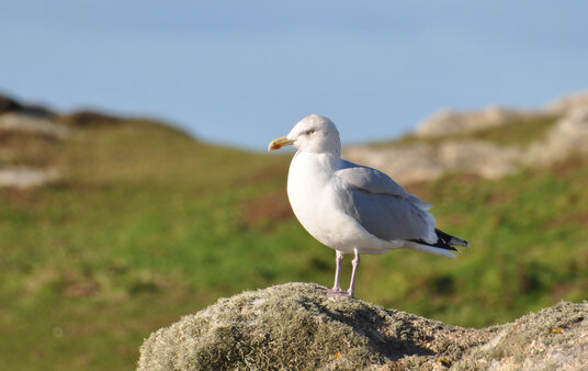 Gull perched near the coastguard lookout