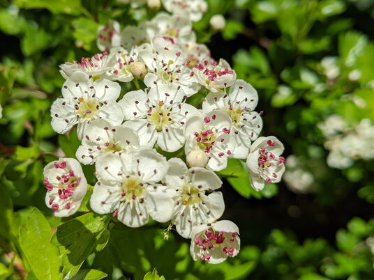Hawthorn Blossom