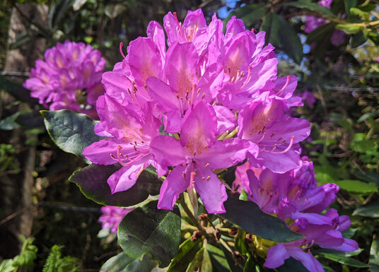 Rhododendron flowers