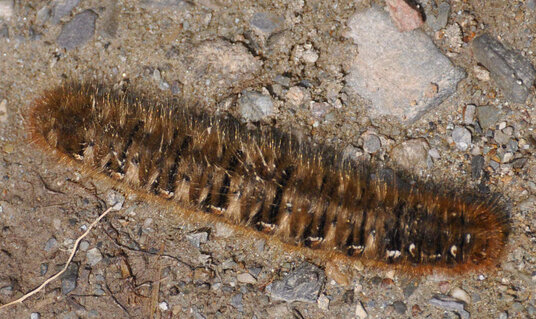 Caterpillar on the path to the beach