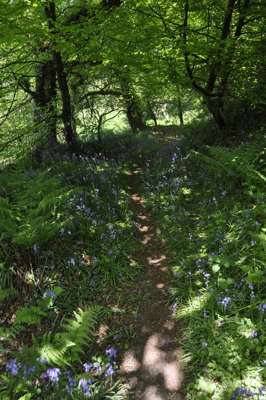 Bluebells at Tregrylls